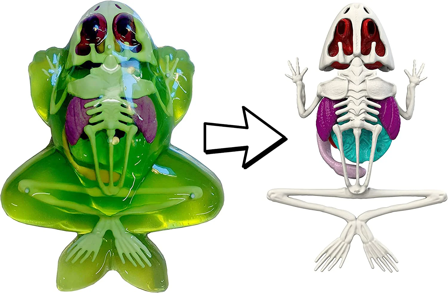 Dissect-It Frog Lab - Image 3