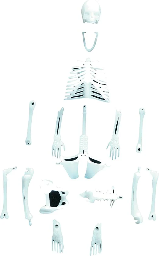 Human Skeleton - Image 2