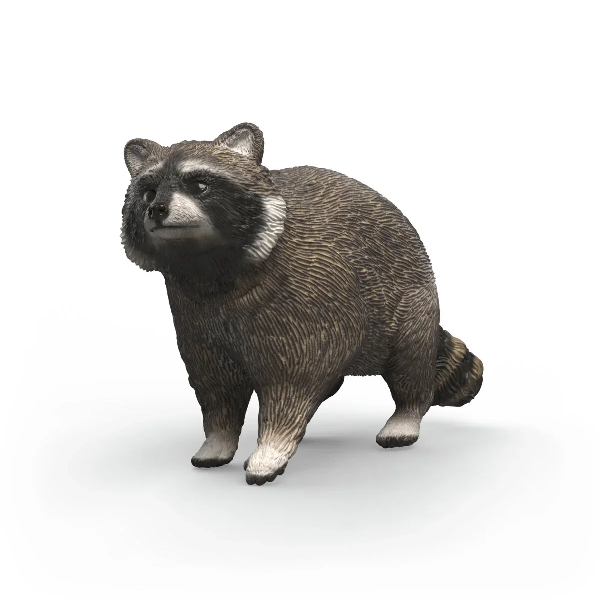 Raccoon